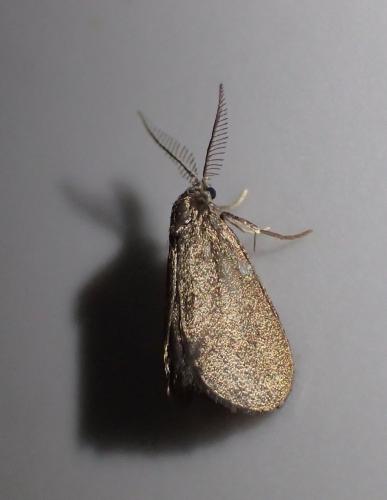 Réf. 203 126 : Proutia betulina